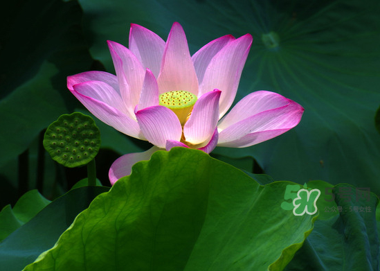 八月份還有荷花嗎？8月份還有荷花嗎？