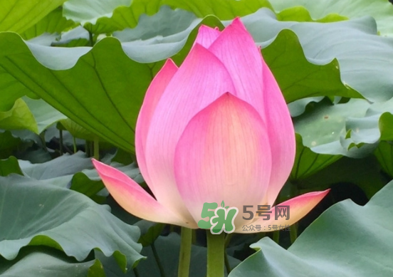 八月份還有荷花嗎？8月份還有荷花嗎？