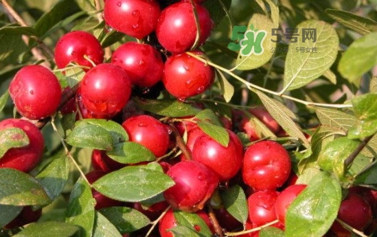 鈣果怎么吃？鈣果食用方法