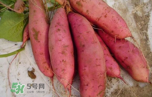 紅薯什么時候成熟？紅薯什么時候吃最好