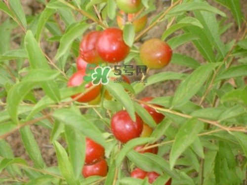 鈣果什么味道？鈣果好吃嗎？