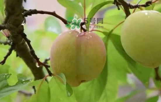 奈李是什么水果？奈李為什么會空心