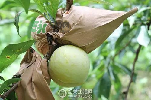 奈李是什么水果？奈李為什么會空心
