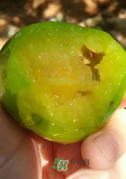 奈李是什么水果？奈李為什么會空心