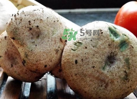 松乳菇真的好吃嗎？松乳菇哪里能吃到