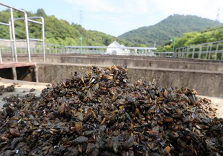 海瓜子多少錢一斤？西湖撈起的海瓜子能吃嗎