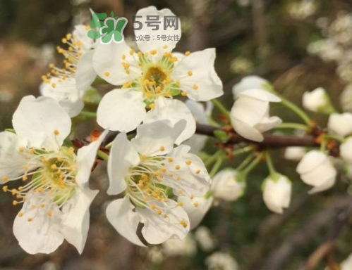 奈李可以放冰箱嗎？奈李怎么保存