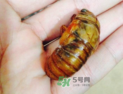 知了猴可以煮著吃嗎？知了猴怎么煮？
