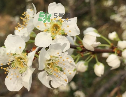 月經期間可以吃奈李嗎？來月經可以吃奈李嗎