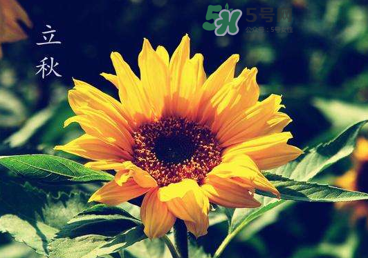 立秋為什么在處暑前？為什么立秋早過(guò)處暑？