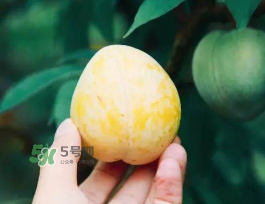 奈李怎么挑？奈李怎么挑選