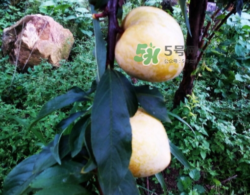 黃金奈李多少錢一斤？黃金奈李價(jià)格