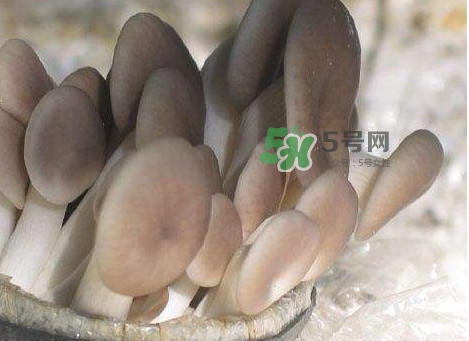 秀珍菇一畝地能種植多少包？秀珍菇如何出菇管理