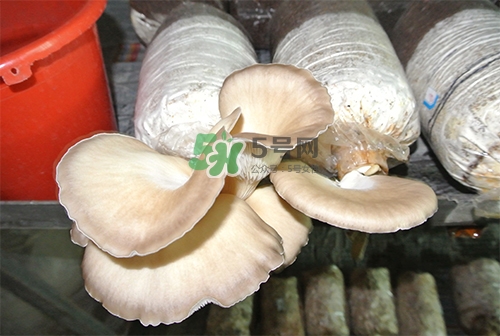 秀珍菇一畝地能種植多少包？秀珍菇如何出菇管理