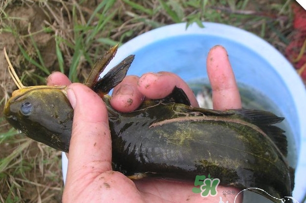 黃刺魚(yú)什么天氣好釣？黃刺魚(yú)釣魚(yú)最佳時(shí)間