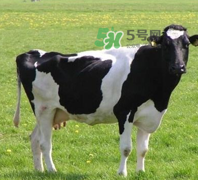 牛初乳哪種比較好？牛初乳哪個品牌的好？