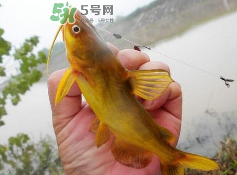 黃刺魚多少錢一斤？野生黃刺魚多少錢一斤