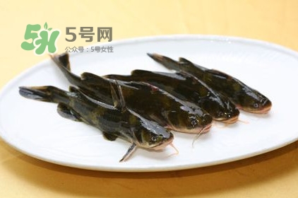黃刺魚多少錢一斤？野生黃刺魚多少錢一斤