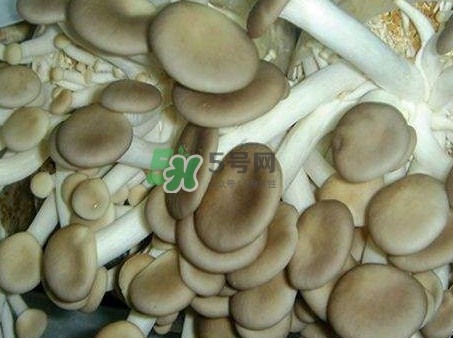 哪些人不能吃秀珍菇？秀珍菇不能和什么同吃？
