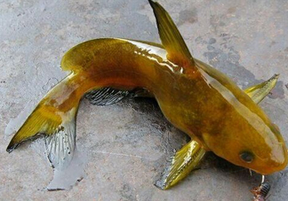 黃刺魚多少錢一斤？野生黃刺魚多少錢一斤