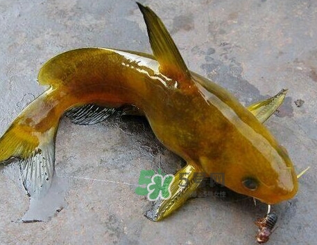 黃刺魚幾月份最好釣？黃刺魚怎么釣