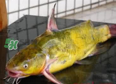 黃刺魚(yú)什么天氣好釣？黃刺魚(yú)釣魚(yú)最佳時(shí)間