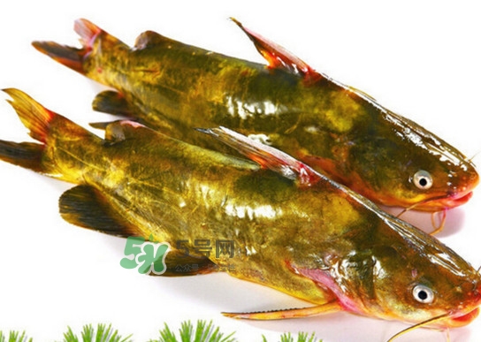 黃蜂魚怎么煮好吃？黃蜂魚燉湯孕婦可以喝嗎
