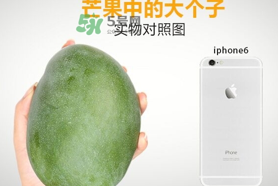 凱特芒果多少錢一斤？凱特芒果價(jià)格