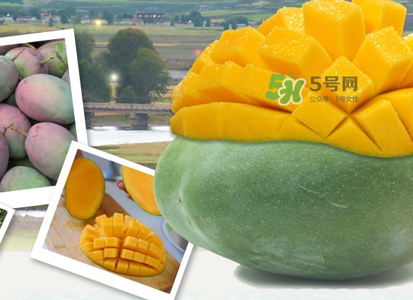 凱特芒果什么時(shí)候上市？凱特芒果上市時(shí)間