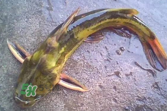 黃蜂魚(yú)有毒嗎？黃蜂魚(yú)怎么去毒