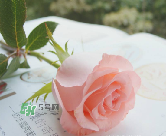 roseonly限量紅粉玫瑰多少錢？有幾朵？