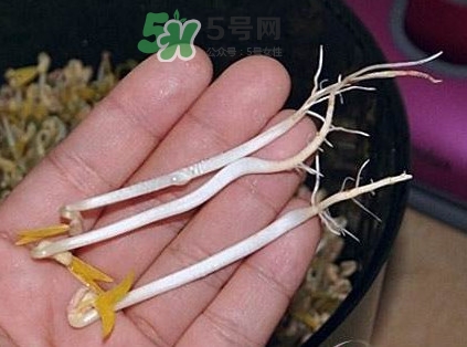 豆芽有根好還是無根好？無根豆芽與有根豆芽區(qū)別