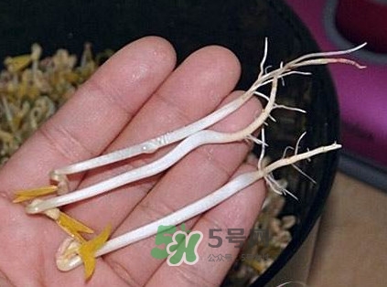 豆芽是發(fā)物嗎？豆芽能見陽光嗎