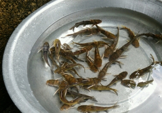 黃蜂魚怎么做好吃？黃蜂魚怎么釣