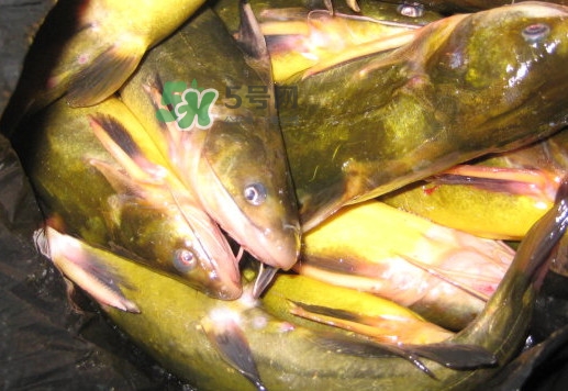 黃蜂魚(yú)有毒嗎？黃蜂魚(yú)怎么去毒