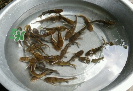 黃蜂魚(yú)怎么做好吃？黃蜂魚(yú)怎么釣