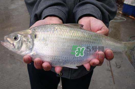 鰣魚(yú)什么時(shí)候最好吃？長(zhǎng)江鰣魚(yú)什么上市