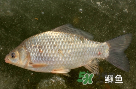 鰣魚和響魚是兩種魚嗎？鰣魚和鯽魚的區(qū)別
