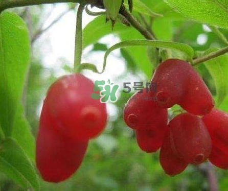 杈杷果能放時(shí)間長(zhǎng)嗎？杈杷果怎么保存？