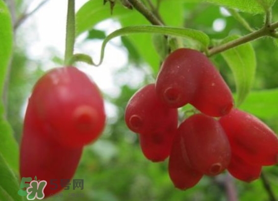 杈杷果能放時(shí)間長(zhǎng)嗎？杈杷果怎么保存？