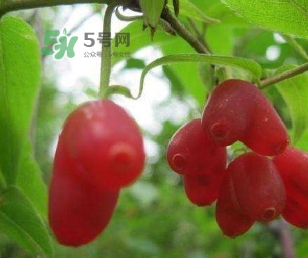 杈杷果多少錢一斤？杈杷果價(jià)格表