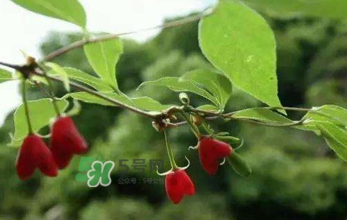 杈杷果怎么吃？杈杷果食用方法