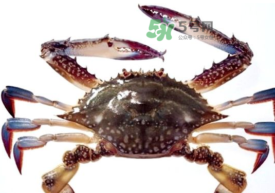 梭子蟹一只大概多重？梭子蟹一斤一般幾只？