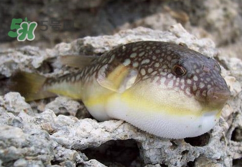 河鲀是淡水魚嗎？河鲀是哺乳動(dòng)物嗎