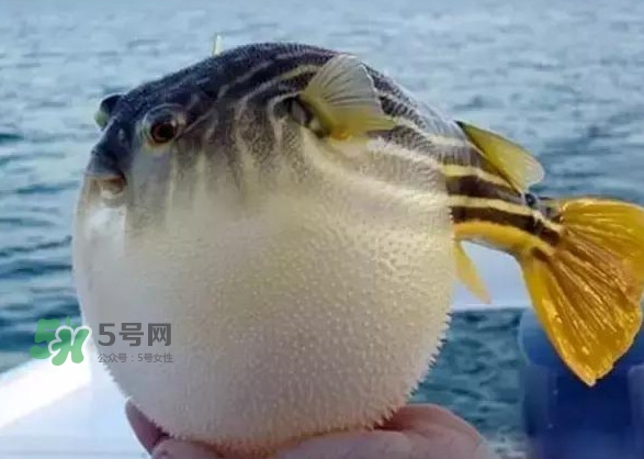 河鲀和大巴魚是一回事嗎？河鲀有哪些營養(yǎng)價(jià)值