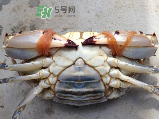 飛蟹可以冷凍嗎？飛蟹能冷凍保存嗎？