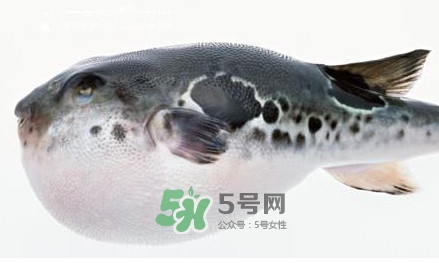 河豚究竟有多好吃？河豚最毒的部位是哪里