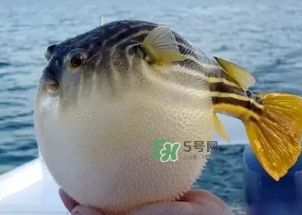 河豚魚多少錢一斤？河豚為什么會(huì)鼓起來(lái)