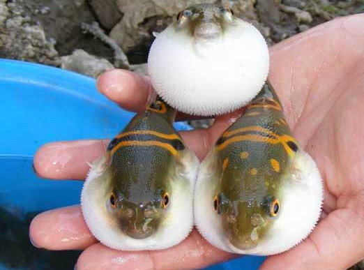 河豚魚(yú)怎么吃？河豚魚(yú)怎么去毒