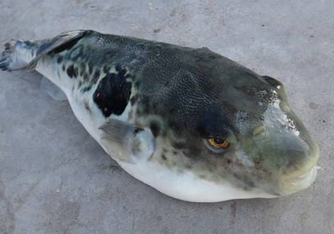 河豚魚(yú)怎么吃？河豚魚(yú)怎么去毒